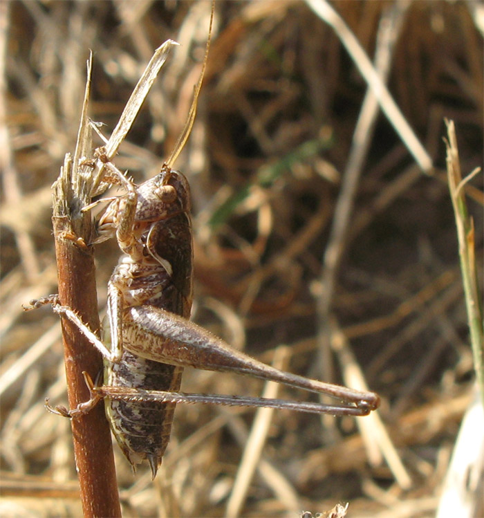 Rhacocleis germanica
