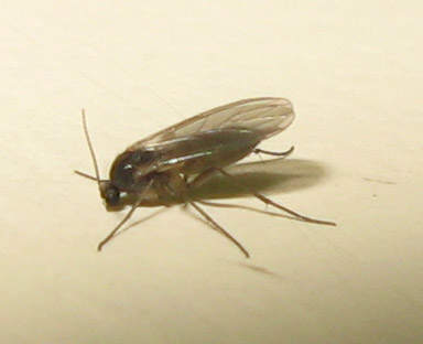 Dittero Sciaridae, possibile Bradisya sp.