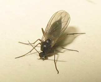 Dittero Sciaridae, possibile Bradisya sp.