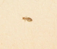 Minuscolo insetto (?) Liposcelis divinatorius