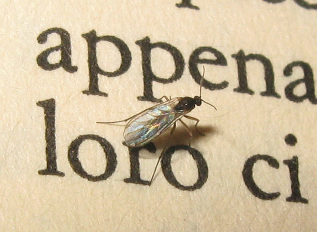 Dittero Sciaridae, possibile Bradisya sp.