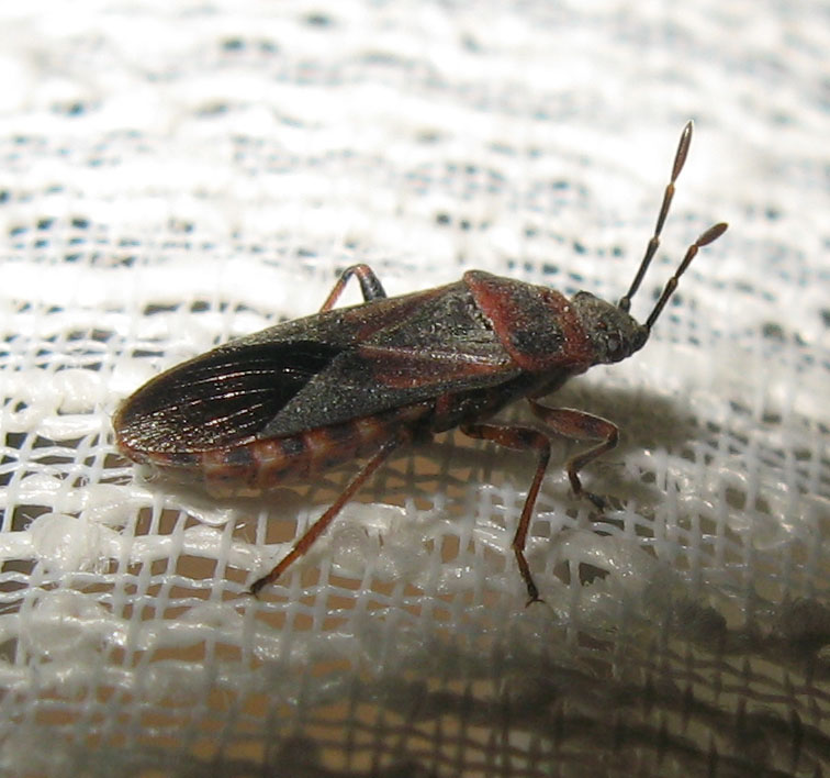 Lygeidae scuro: Arocatus melanocephalus