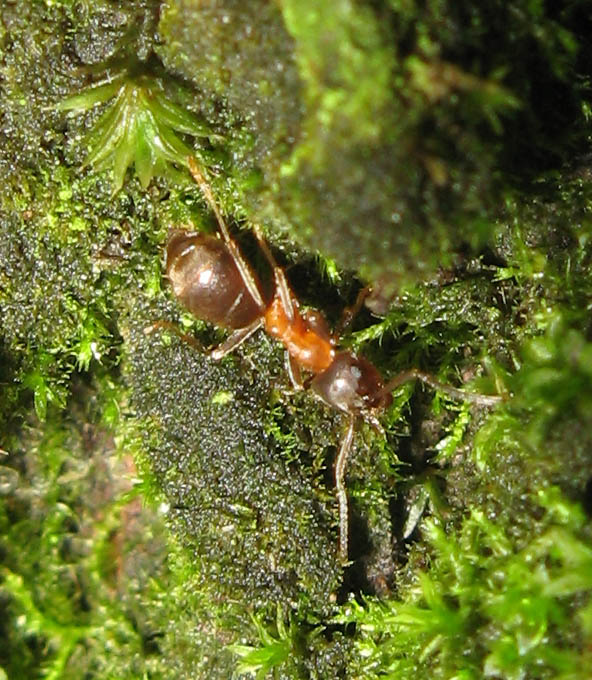 Lasius (forse emarginatus)