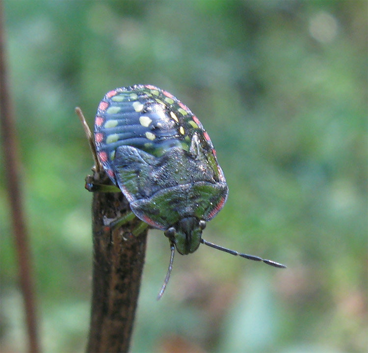 Ninfa di Nezara viridula