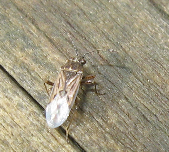 Un altro Lygaeidae: Nysius sp.