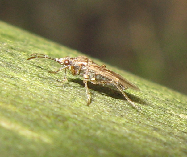 Un altro Lygaeidae: Nysius sp.