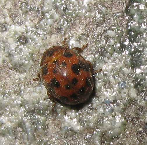 Altre coccinelle!