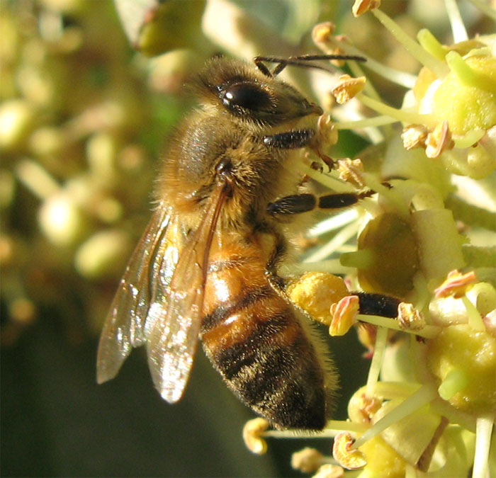 Apis mellifera.