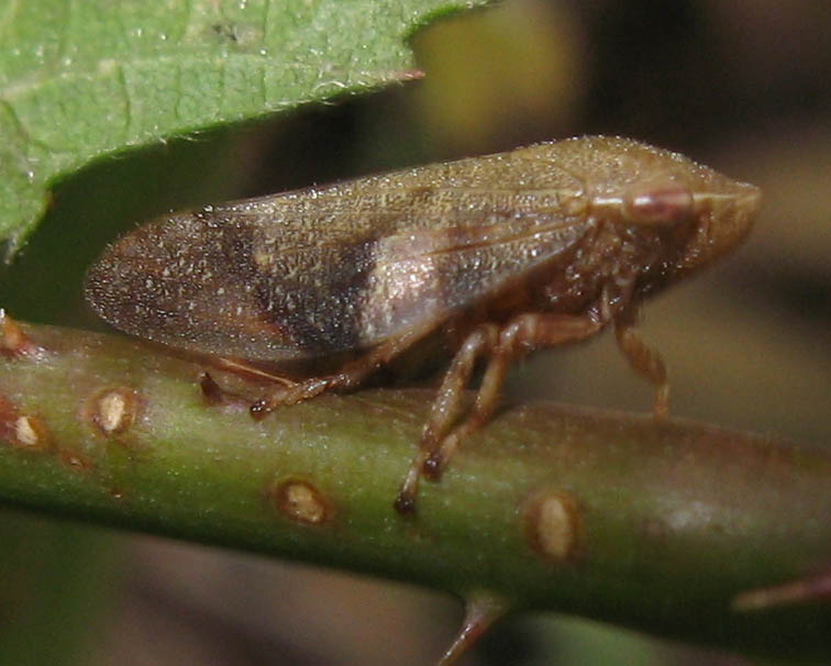 Aphrophora alni