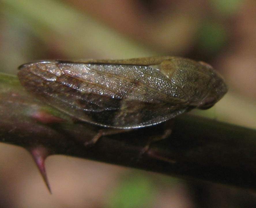 Aphrophora alni