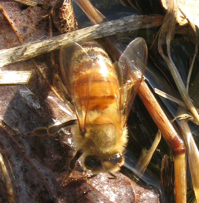 Apis mellifera.