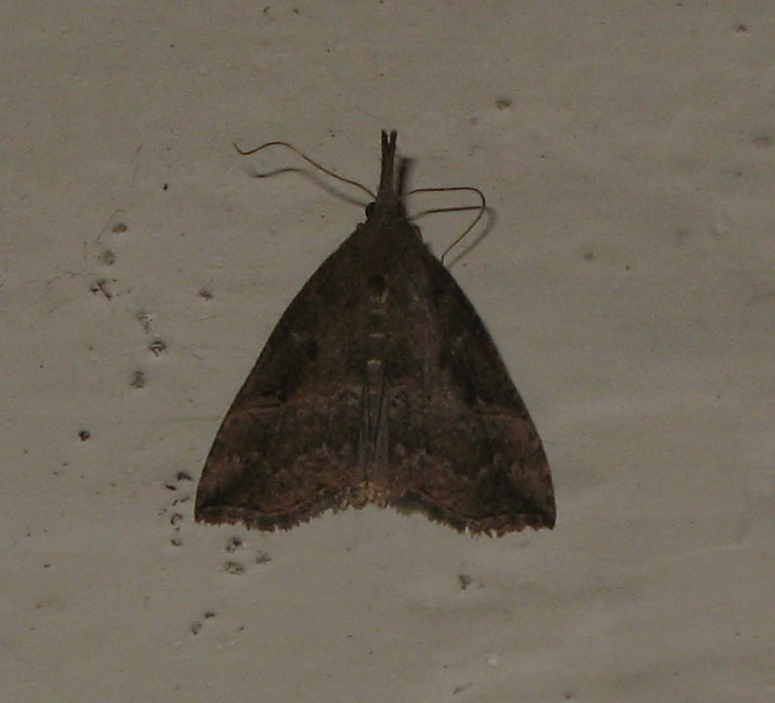 Crambidae di capodanno?  No, Hypena cfr. rostralis (Erebidae)