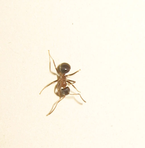 Lasius (forse emarginatus)