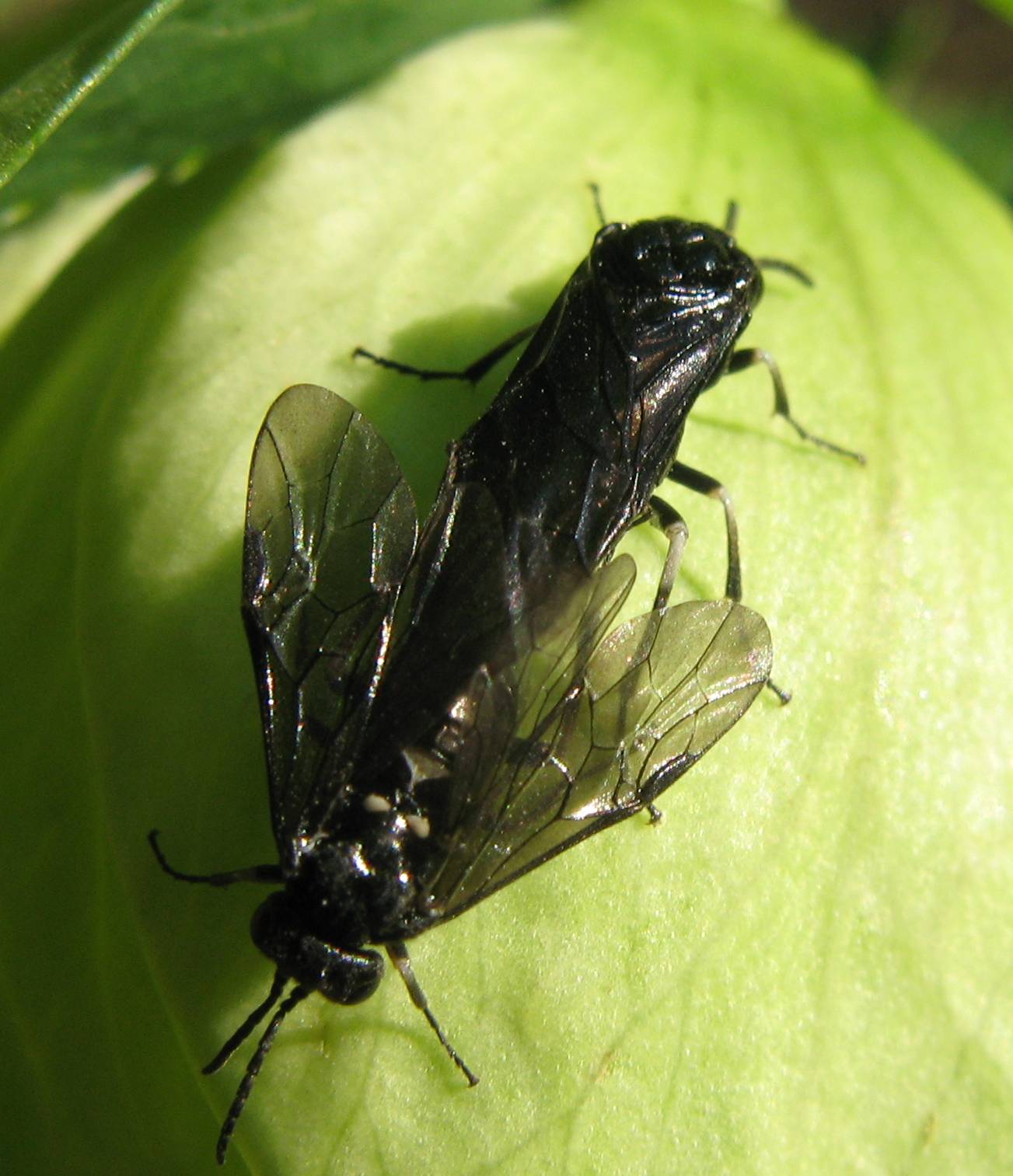 Due imenotteri in intimit - Tenthredinidae Blennocampinae