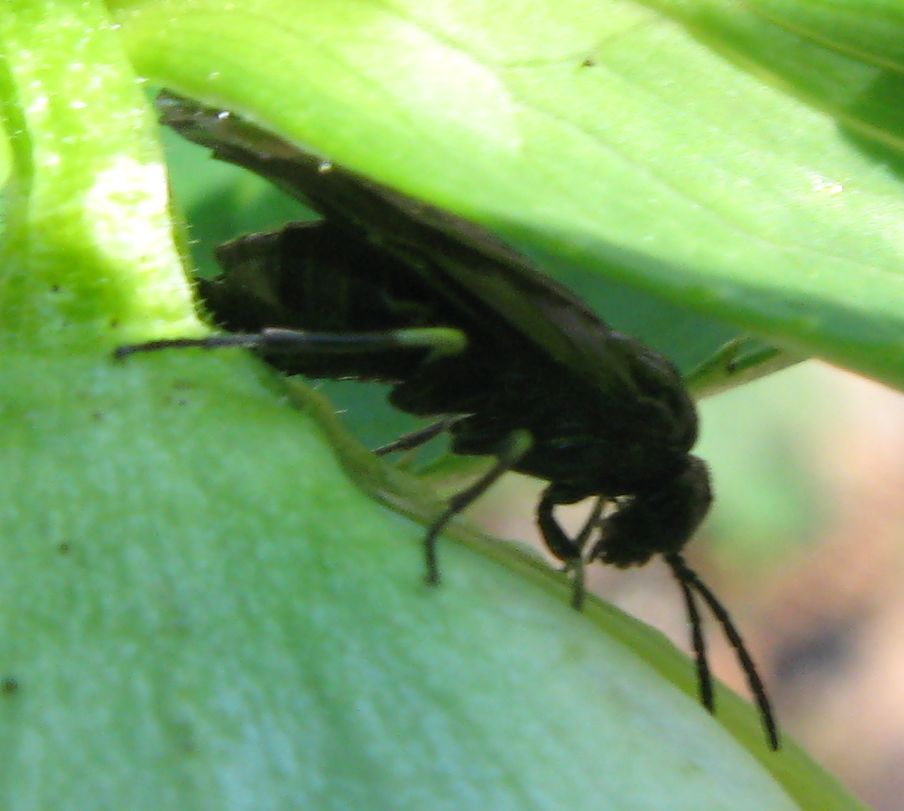 Due imenotteri in intimit - Tenthredinidae Blennocampinae