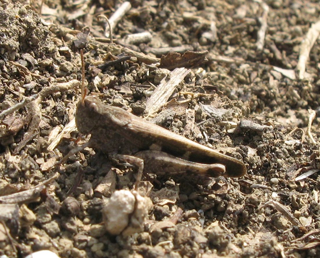 Aiolopus strepens (Acrididae)
