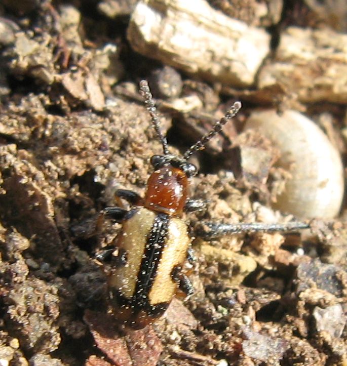 Piccolo e colorato... Crioceris paracenthesis