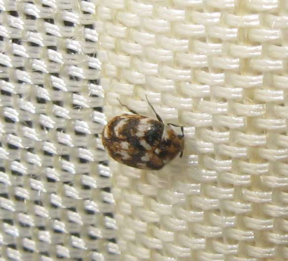 4 Coleotteri freschi freschi di giornata