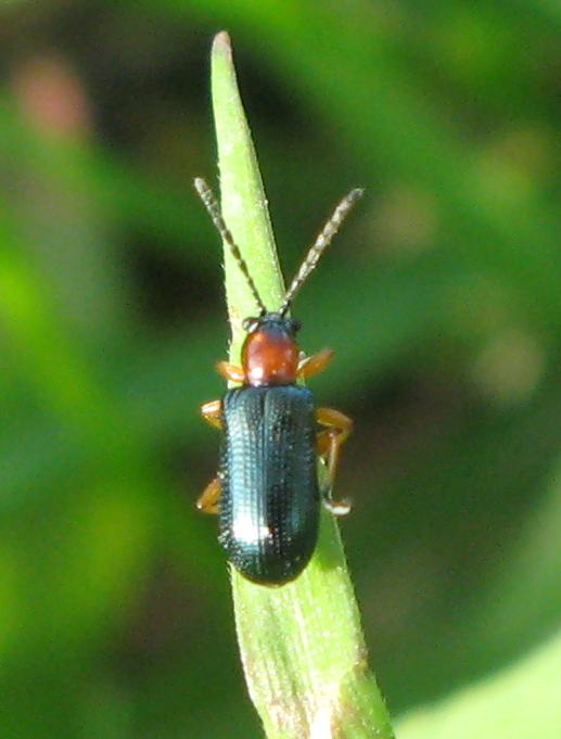 4 Coleotteri freschi freschi di giornata