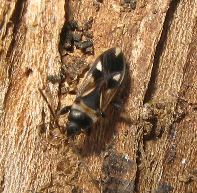 Lygaeidae:  Rhyparochromus vulgaris  e Raglius alboacuminatus