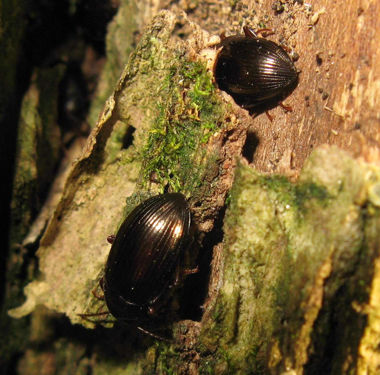 4 Coleotteri freschi freschi di giornata