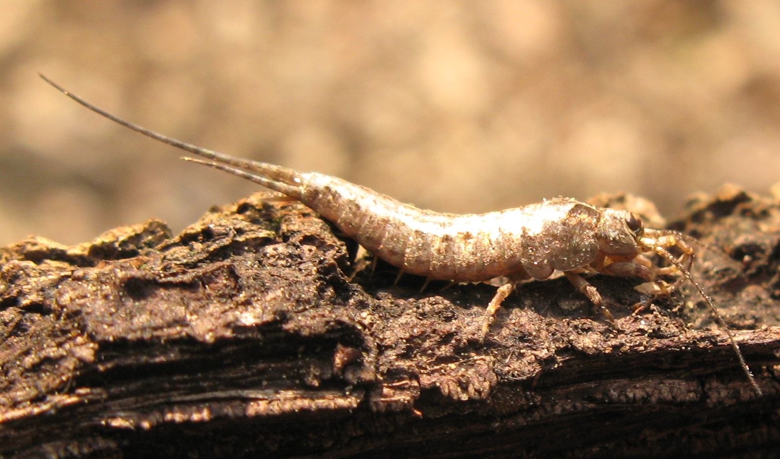 Microcoryphia  Lepismachilis cfr y-signata (Machilidae)