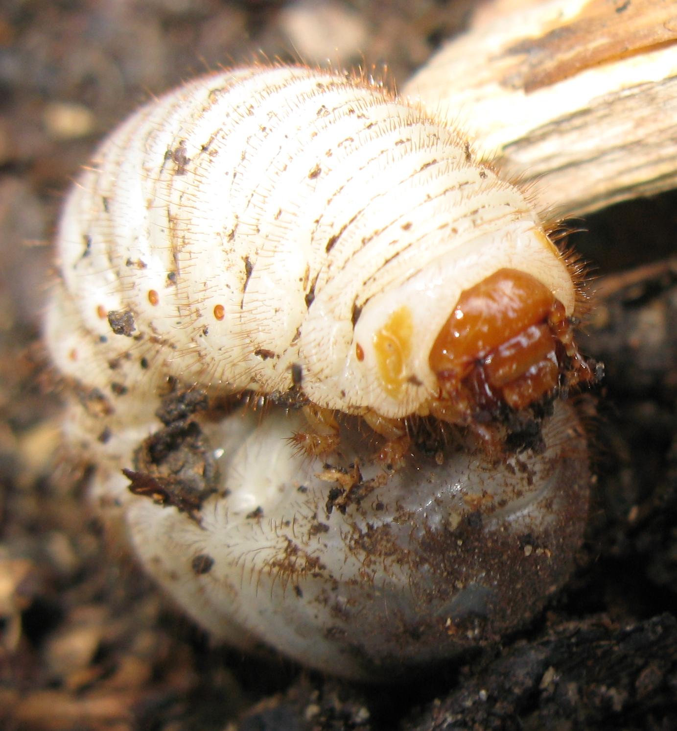 Larva di...?