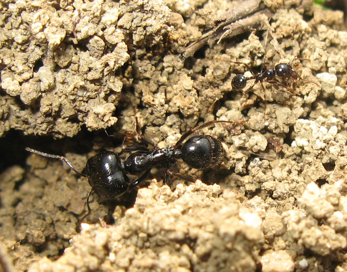 Messor cf capitatus e Messor minor (Formicidae)