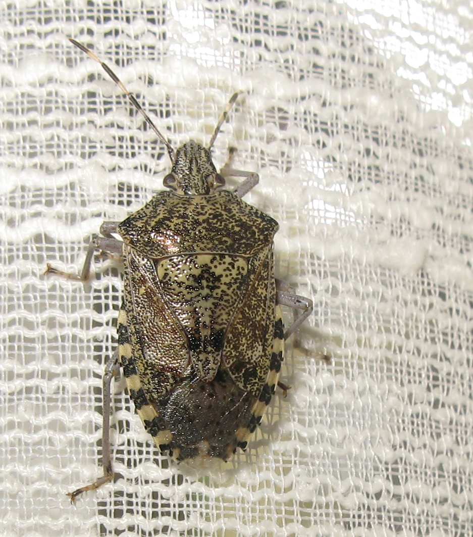 Rhaphigaster nebulosa? S !