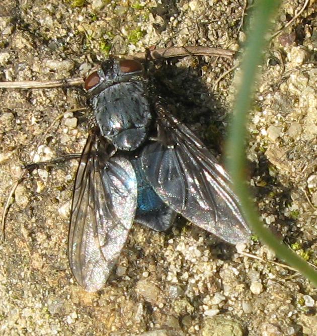 Mosca dall''addome blu: Calliphora sp. (Calliphoridae)
