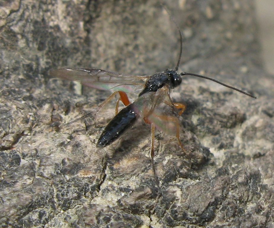 Ichneumonidae? No. Braconidae