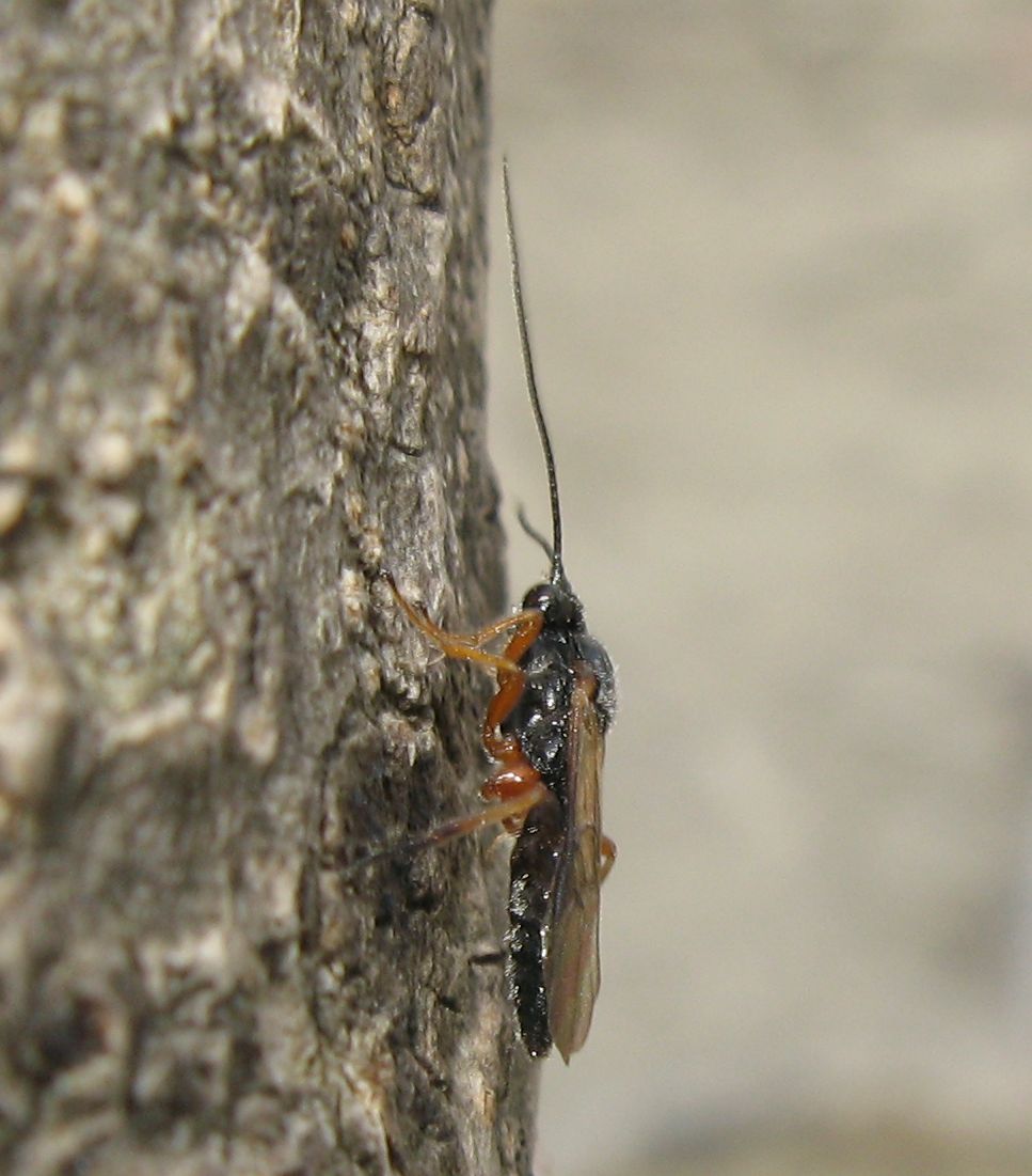 Ichneumonidae? No. Braconidae