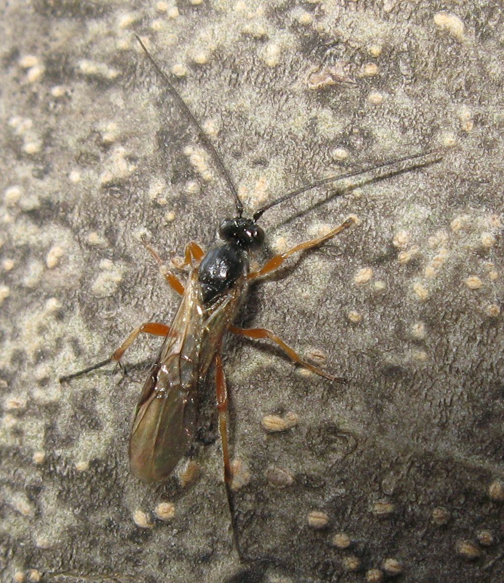 Ichneumonidae? No. Braconidae