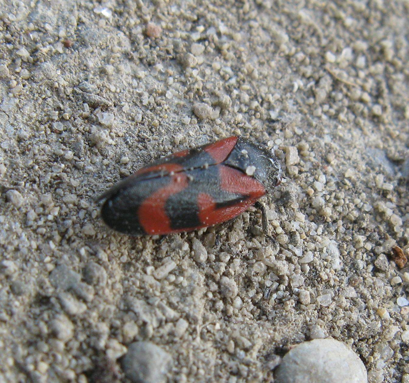 Haematoloma dorsatum