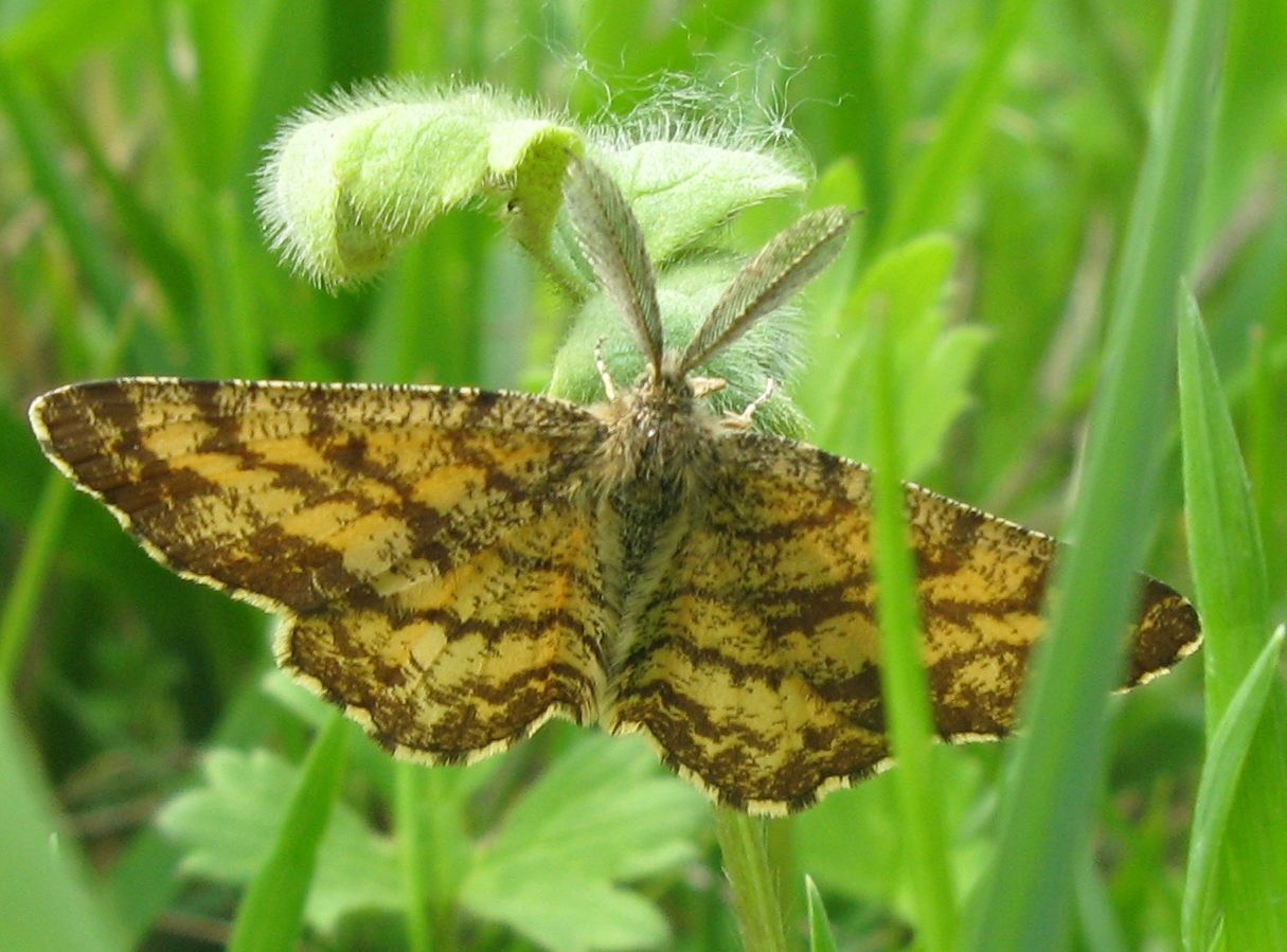 Una carrellata di farfalle