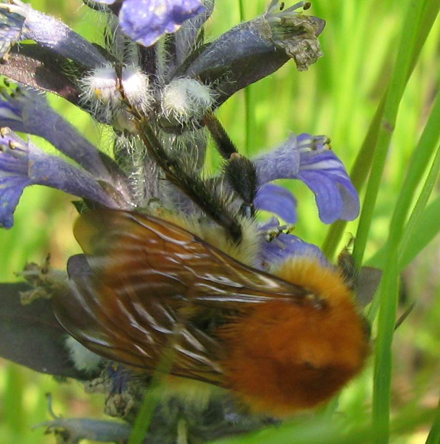 Bombus gruppo pascuorum