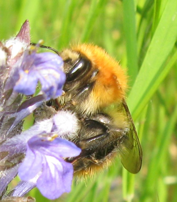 Bombus gruppo pascuorum
