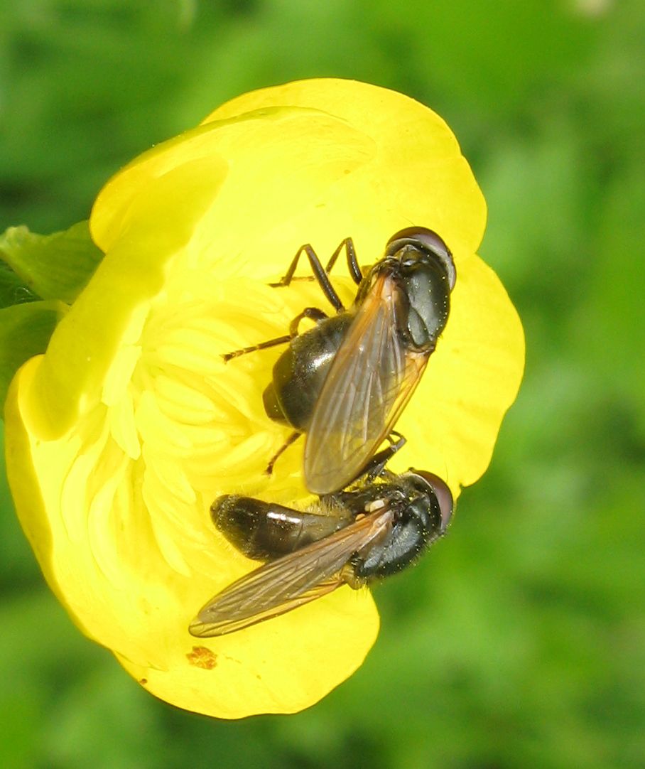 Carrellata di ditteri!