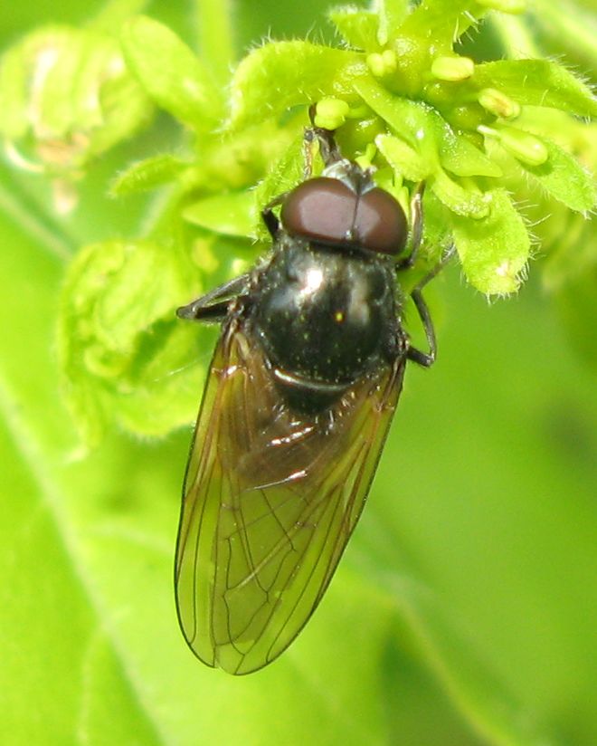 Carrellata di ditteri!