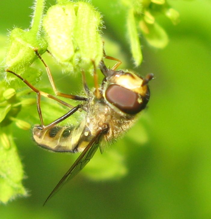 Carrellata di ditteri!