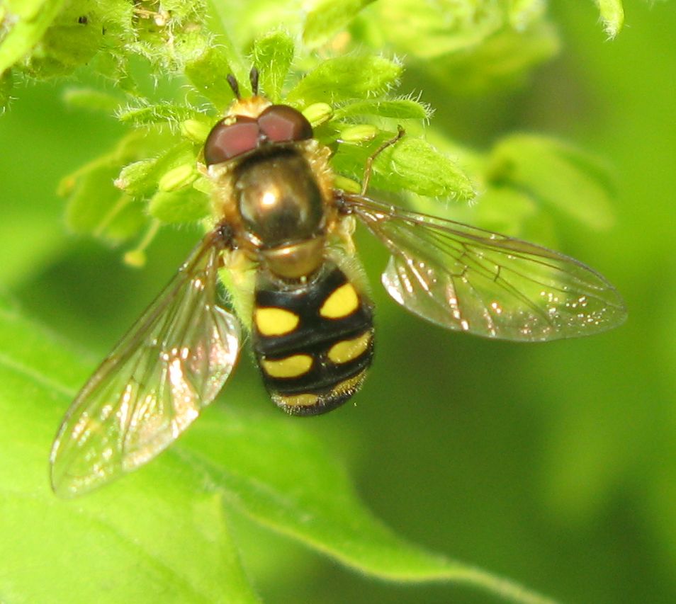 Carrellata di ditteri!