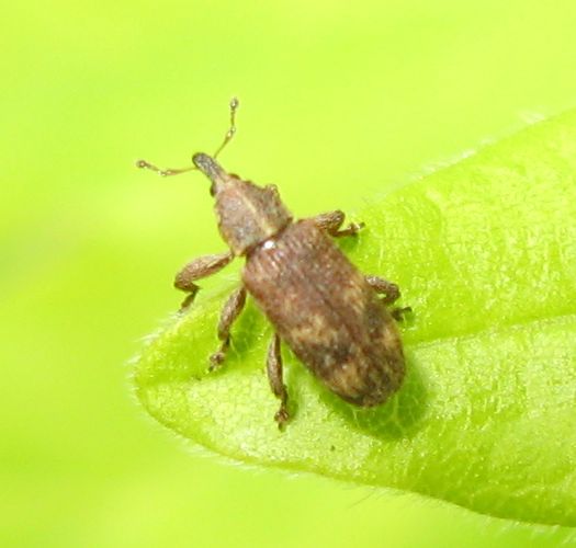 Due piccolissimi coleotteri