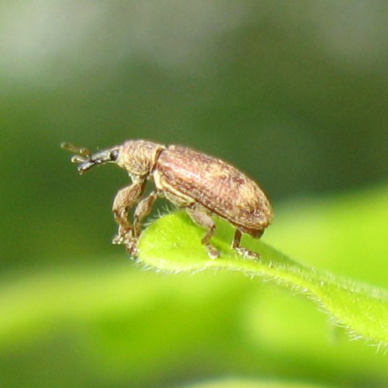 Due piccolissimi coleotteri