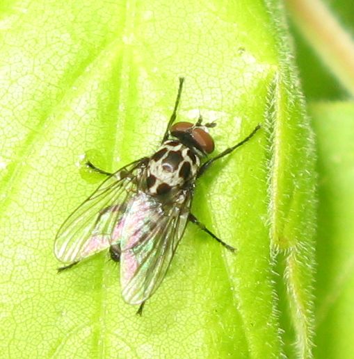 Carrellata di ditteri!