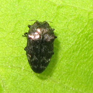Due piccolissimi coleotteri