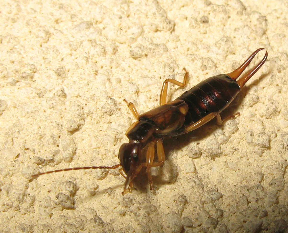 Forficula auricularia