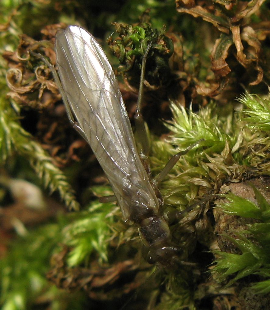 Nemouridae