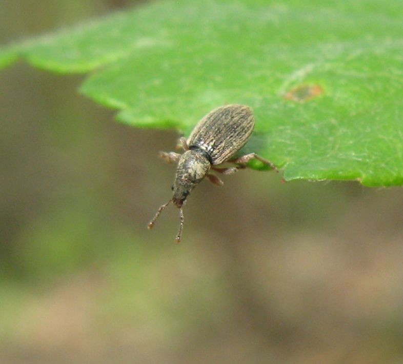 Polydrusus marginatus, Meligethes sp. e Cicindela campestris