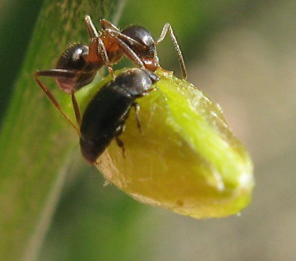 Polydrusus marginatus, Meligethes sp. e Cicindela campestris
