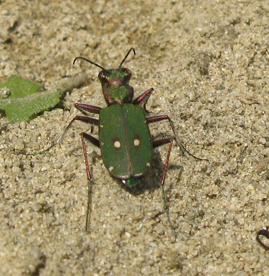 Polydrusus marginatus, Meligethes sp. e Cicindela campestris